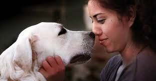 Top Service Animal Registrars in the USA: A Comprehensive Guide
